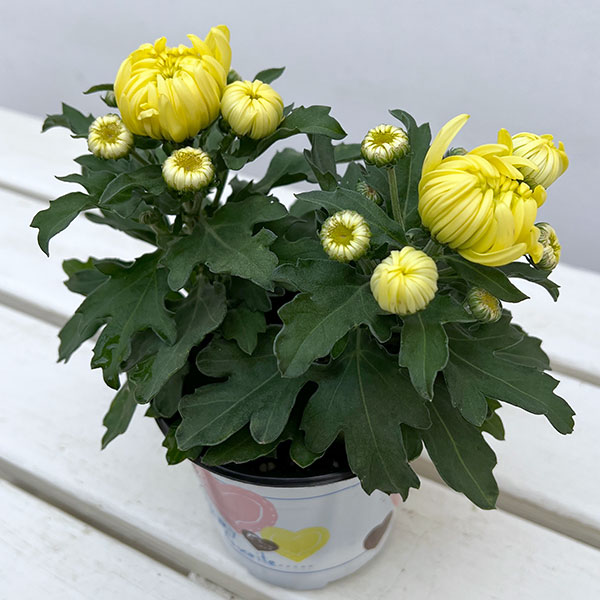 ポットマム・コスモコンパクト　イエロー3.5号ポット