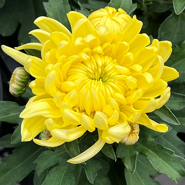 ポットマム・コスモコンパクト　イエロー3.5号ポット