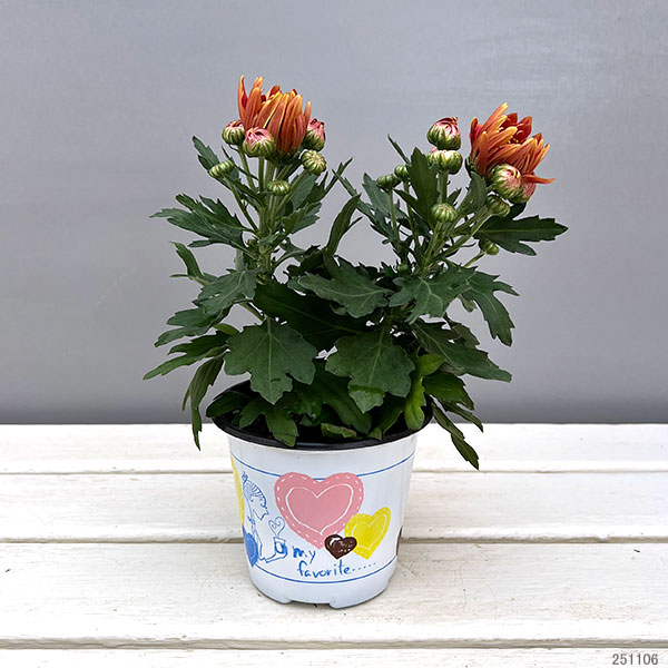 ポットマム・コスモコンパクト ブロンズ3.5号ポット