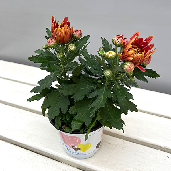 ポットマム・コスモコンパクト ブロンズ3.5号ポット