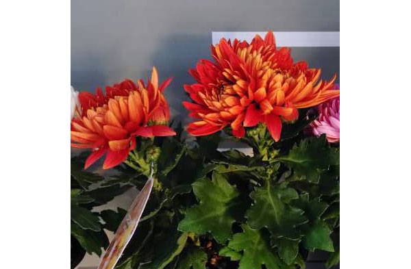 ポットマム・コスモコンパクト ブロンズ3.5号ポット