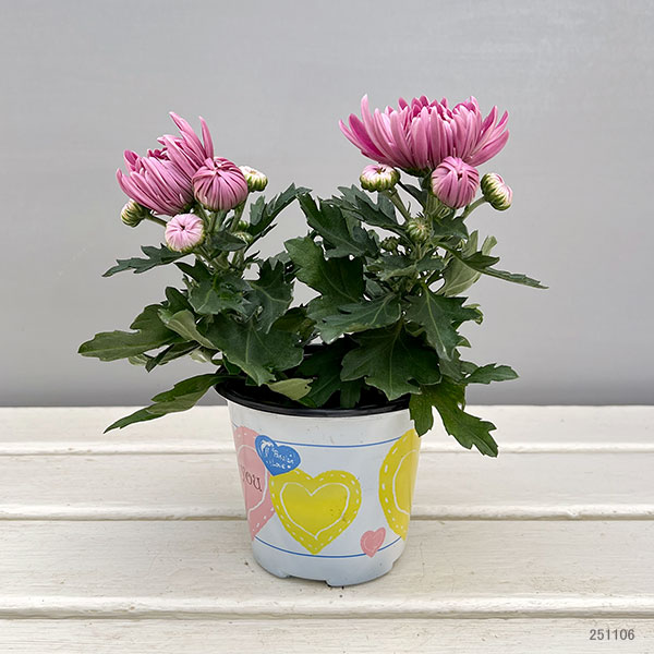 ポットマム・コスモコンパクト パープル3.5号ポット