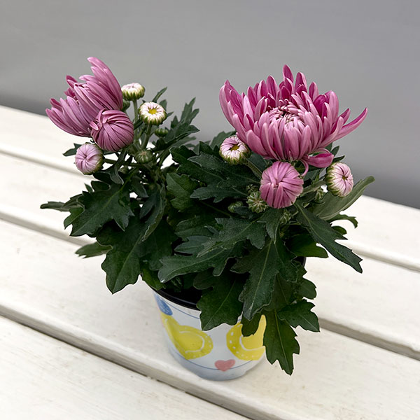 ポットマム・コスモコンパクト パープル3.5号ポット