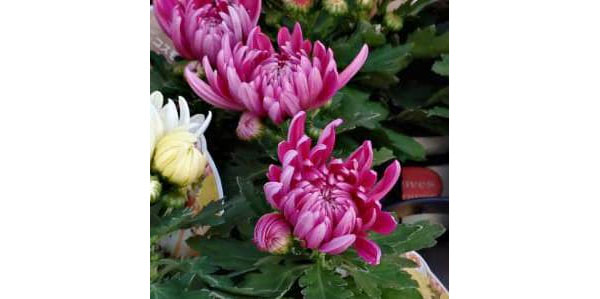 ポットマム・コスモコンパクト パープル3.5号ポット