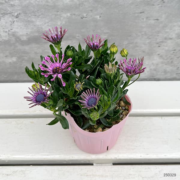 園芸ネット本店｜オステオスペルマム：マルガリータ ピンクスプーン3.5