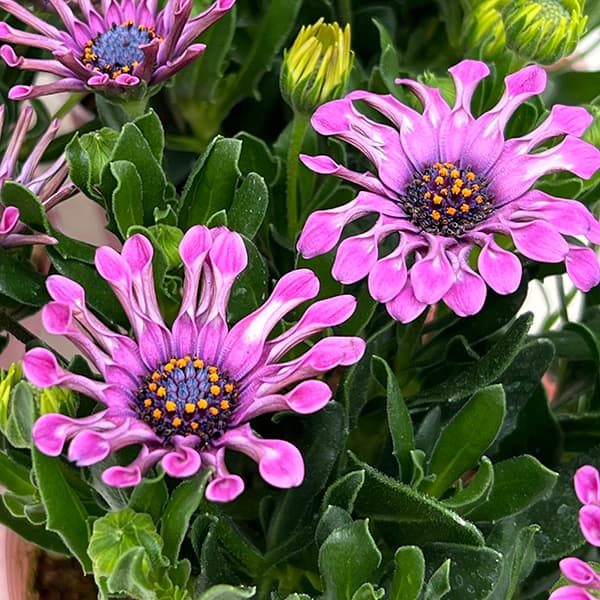 新品 モーヴピンク ダムール ハート 鍋 紫系 ロンド フルール フラワー 園芸ネット本店｜オステオスペルマム：マルガリータ ピンクスプーン3.5