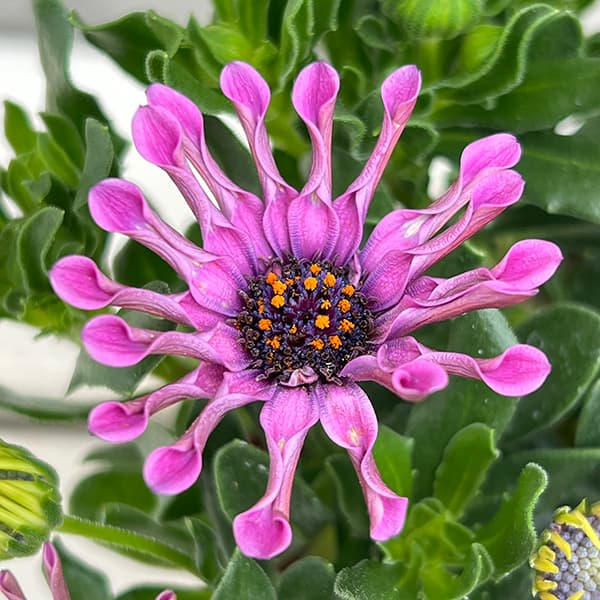 オステオスペルマム：マルガリータ ピンクスプーン3.5号ポット