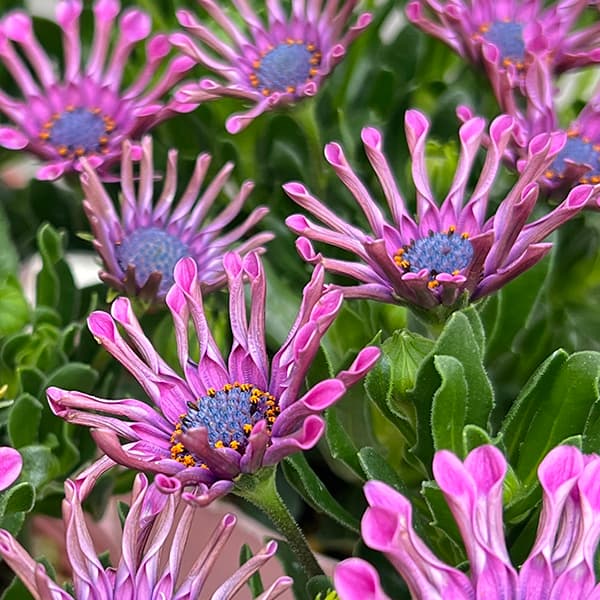 オステオスペルマム：マルガリータ ピンクスプーン3.5号ポット