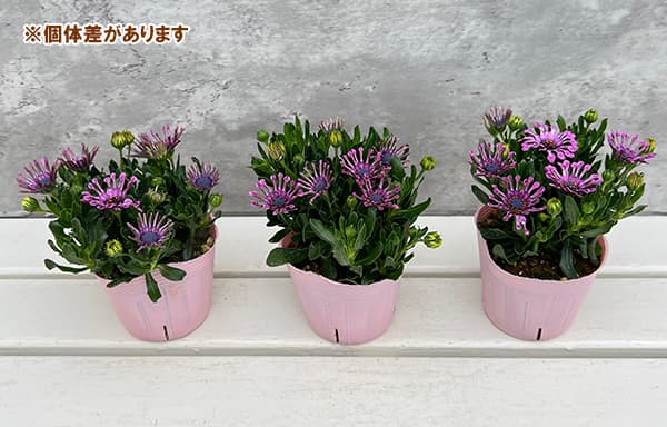 オステオスペルマム：マルガリータ ピンクスプーン3.5号ポット