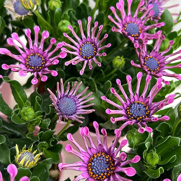 オステオスペルマム：マルガリータ ピンクスプーン3.5号ポット