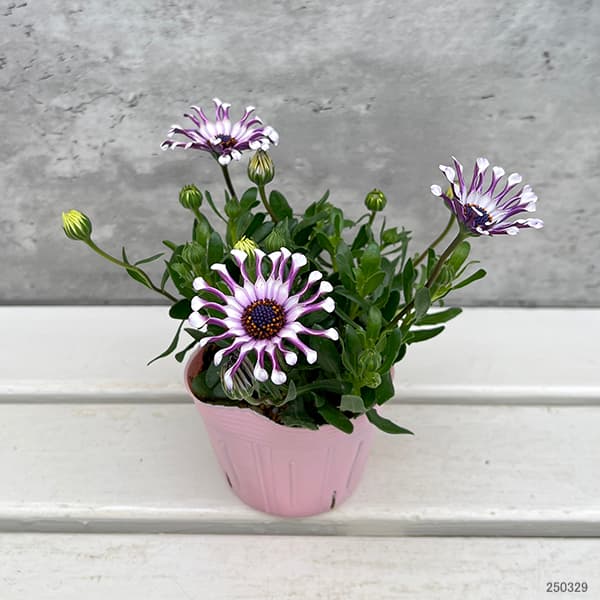 オステオスペルマム:マルガリータ ホワイトスプーン3.5号ポット