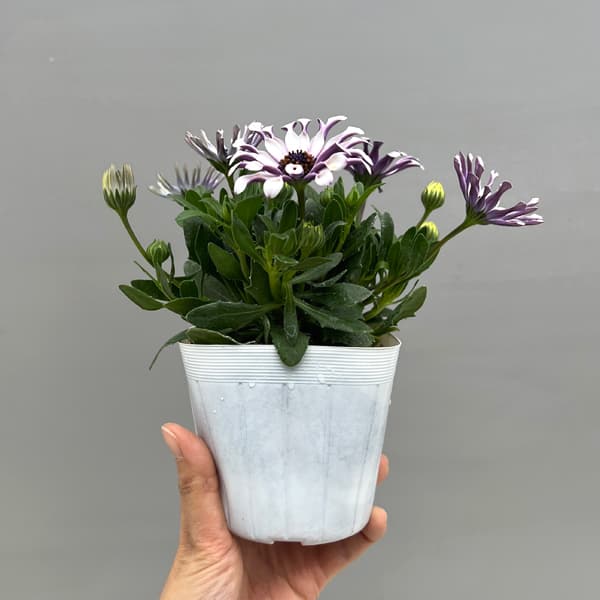 オステオスペルマム:マルガリータ ホワイトスプーン3.5号ポット