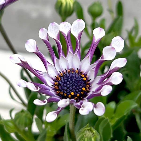 オステオスペルマム:マルガリータ ホワイトスプーン3.5号ポット