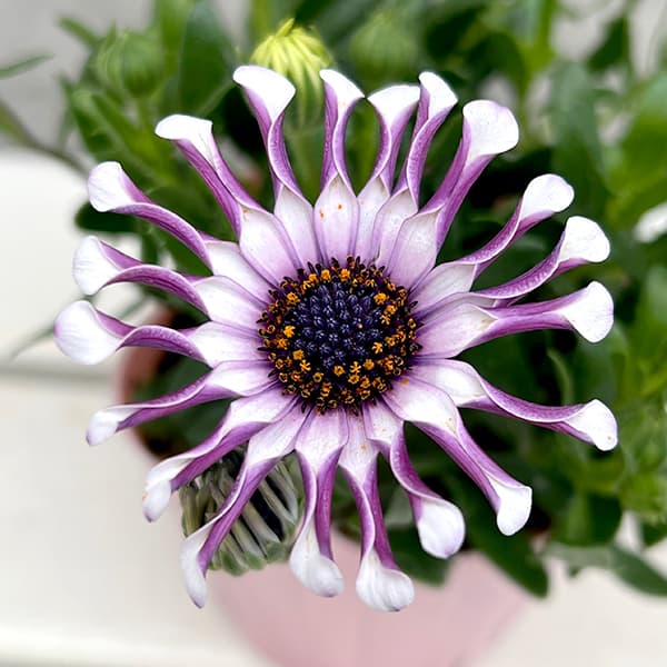 オステオスペルマム:マルガリータ ホワイトスプーン3.5号ポット