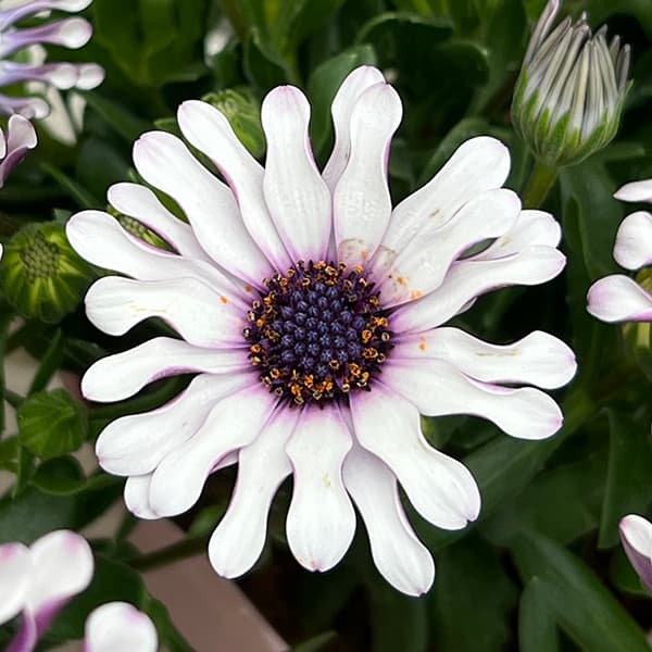 オステオスペルマム:マルガリータ ホワイトスプーン3.5号ポット