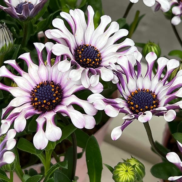 オステオスペルマム:マルガリータ ホワイトスプーン3.5号ポット