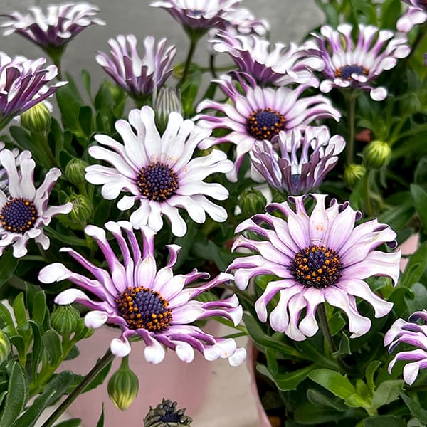 オステオスペルマム：マルガリータ ホワイトスプーン3.5号ポット