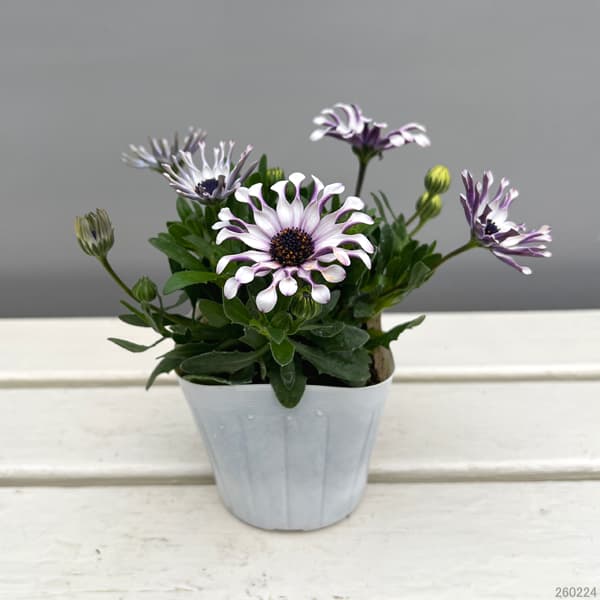 オステオスペルマム:マルガリータ ホワイトスプーン3.5号ポット