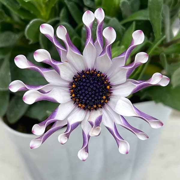 オステオスペルマム:マルガリータ ホワイトスプーン3.5号ポット