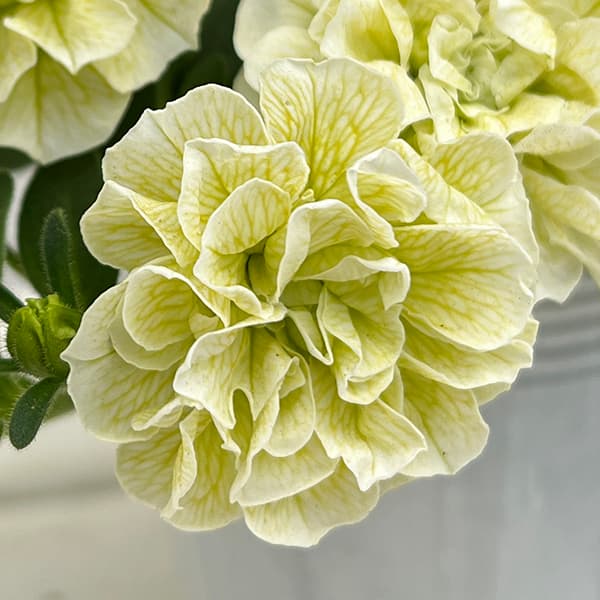 ペチュニア：ダブル　エメラルドコットン3-3.5号ポット