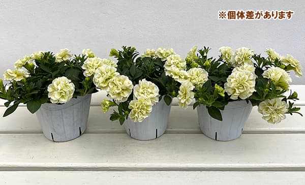 ペチュニア：ダブル　エメラルドコットン3-3.5号ポット