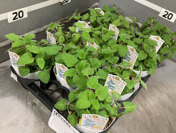 オレンジバーム4号ポット