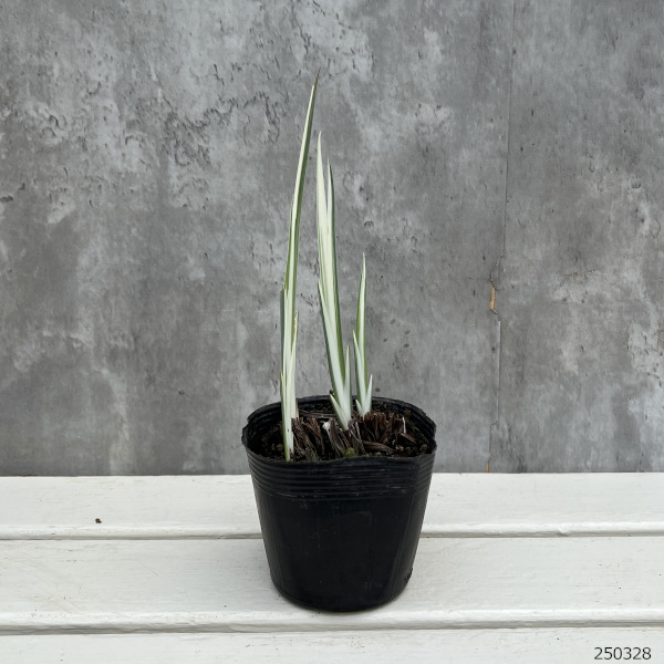 ハナショウブ(花菖蒲):縞菖蒲3.5号ポット