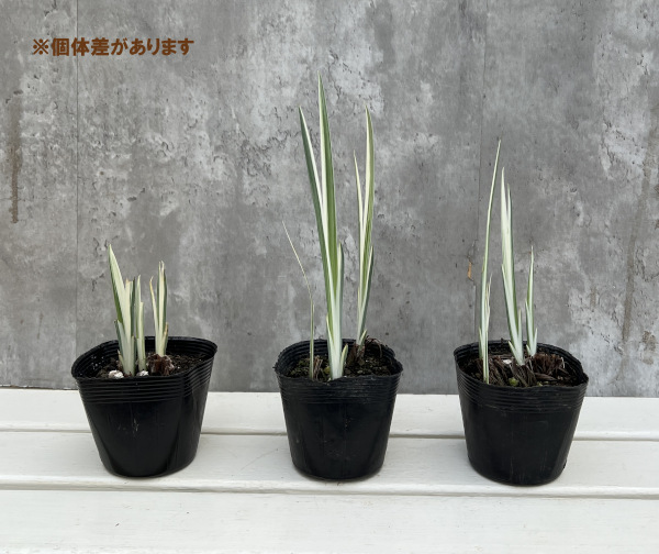ハナショウブ(花菖蒲):縞菖蒲3.5号ポット