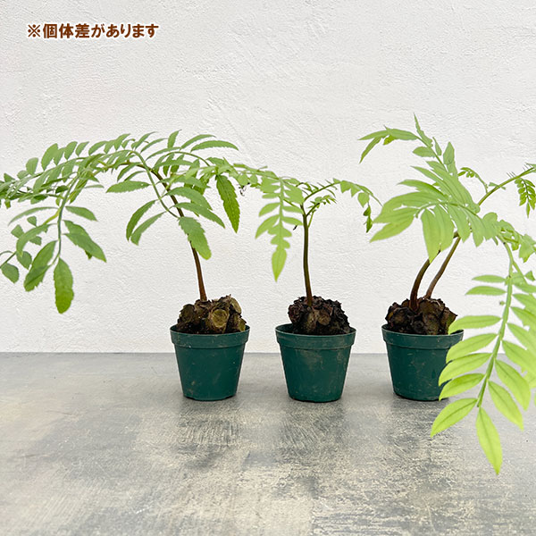 園芸ネット本店｜シダ：リュウビンタイ 3号ポット* の通販【公式】