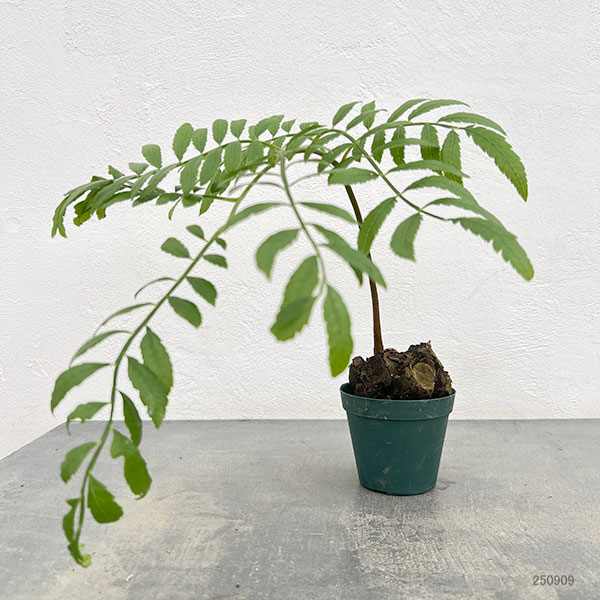 園芸ネット本店｜シダ：リュウビンタイ 3号ポット* の通販【公式】