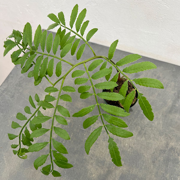 園芸ネット本店｜シダ：リュウビンタイ 3号ポット* の通販【公式】