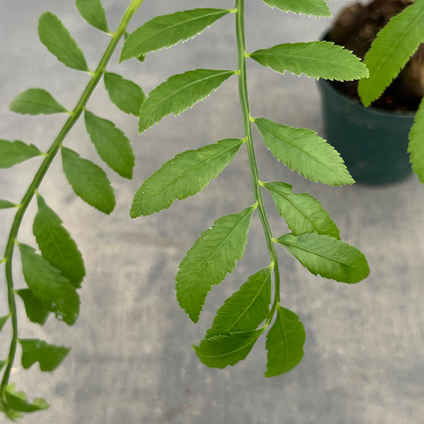 シダ：リュウビンタイ　3号ポット*