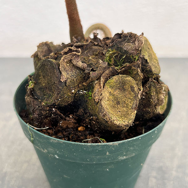 園芸ネット本店｜シダ：リュウビンタイ 3号ポット* の通販【公式】