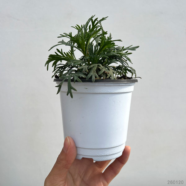 ビジューマム：ミルキートパーズ3-3.5号ポット