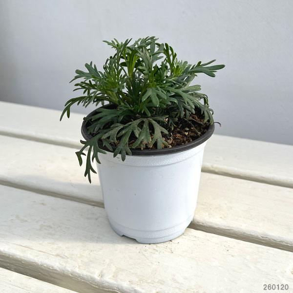 ビジューマム：ミルキートパーズ3-3.5号ポット