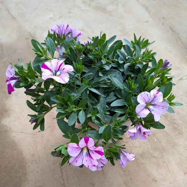 園芸ネット本店｜カリブラコア：セレブレーション グラフィティ5号