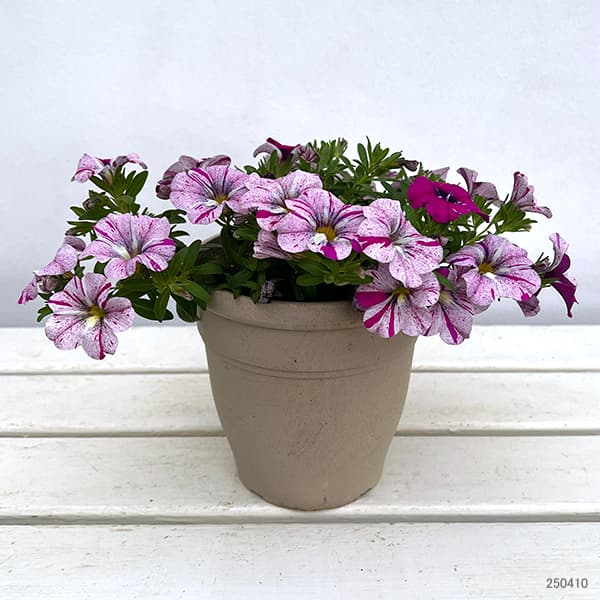 【プアケニケリ】　モレ　ココブラ　イイ　ティアレ 園芸ネット本店｜カリブラコア：セレブレーション グラフィティ5号