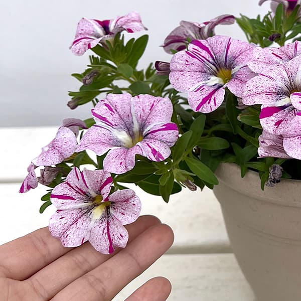 園芸ネット本店｜カリブラコア：セレブレーション グラフィティ5号