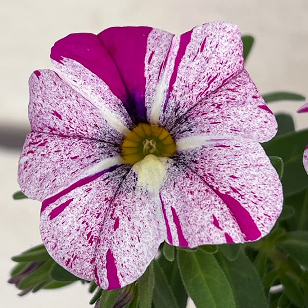 園芸ネット本店｜カリブラコア：セレブレーション グラフィティ5号