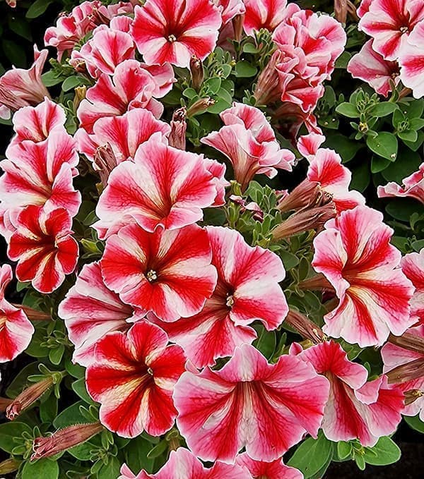 [26年4月上旬予約]ペチュニア：クレイジーチュニア　セクレドスター11ｃｍポット