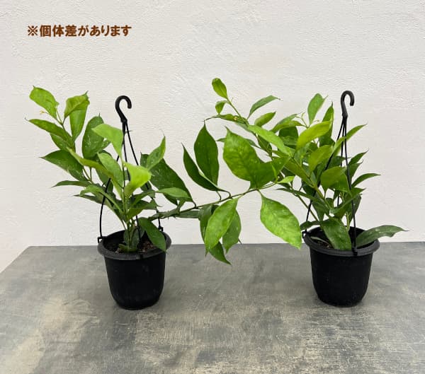 ホヤ：オクラータ　4号吊り鉢