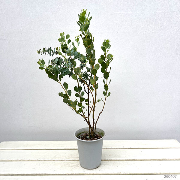 ユーカリ：ゴニオカリックス4号鉢植え