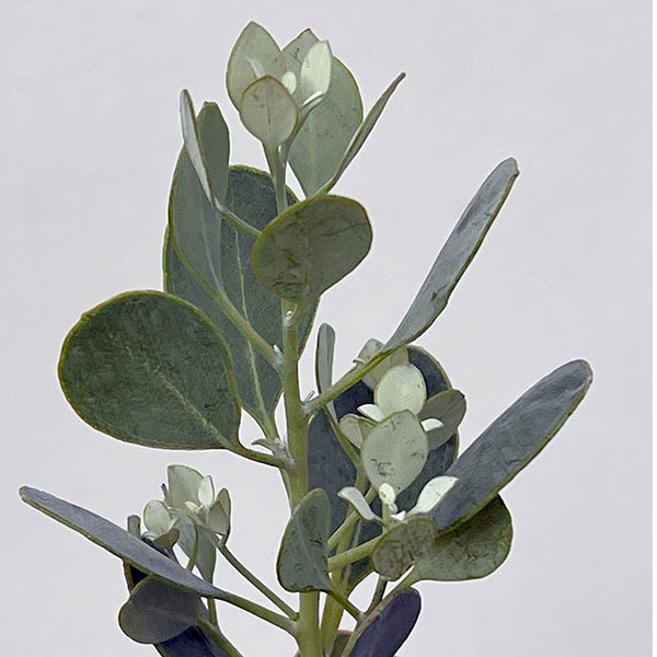 ユーカリ：ゴニオカリックス4号鉢植え