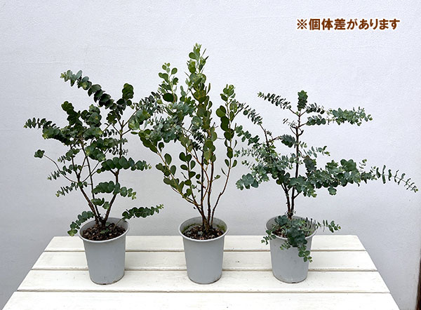 ユーカリ：ゴニオカリックス4号鉢植え