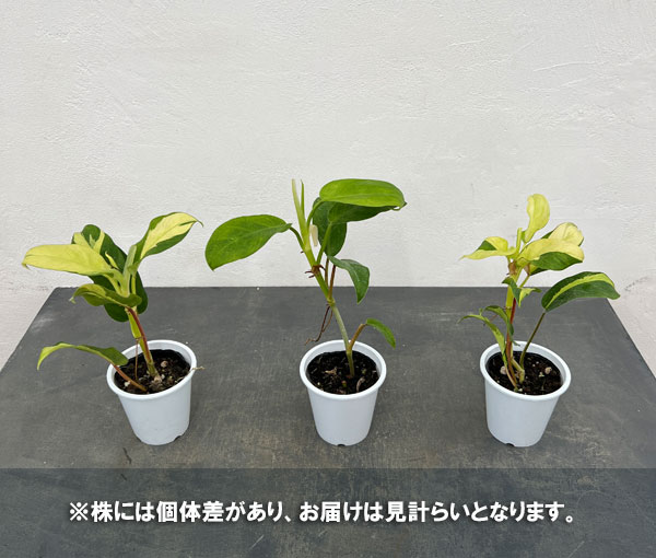 フィロデンドロン：レモンライム　3号鉢入り