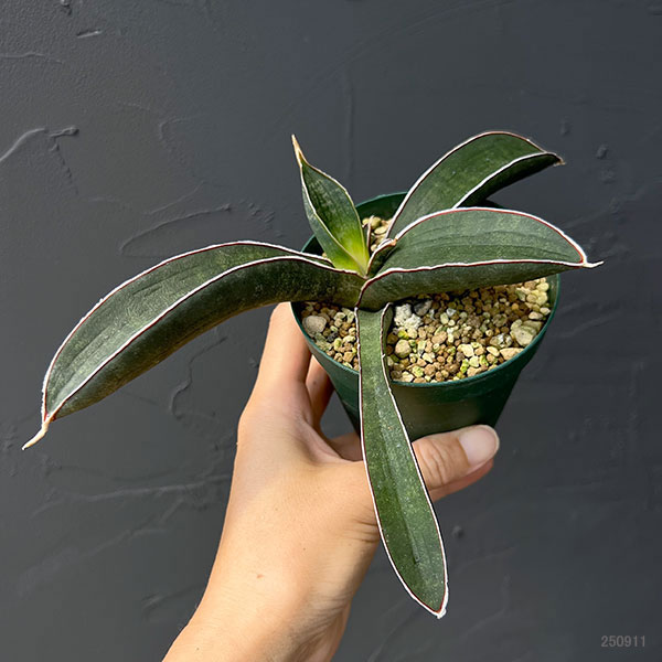 サンセベリア：ハリーベースボールバット　3号ポット