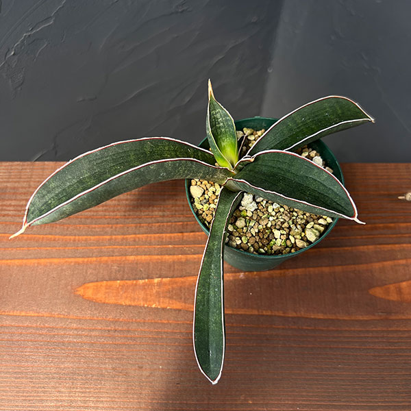 サンセベリア：ハリーベースボールバット　3号ポット