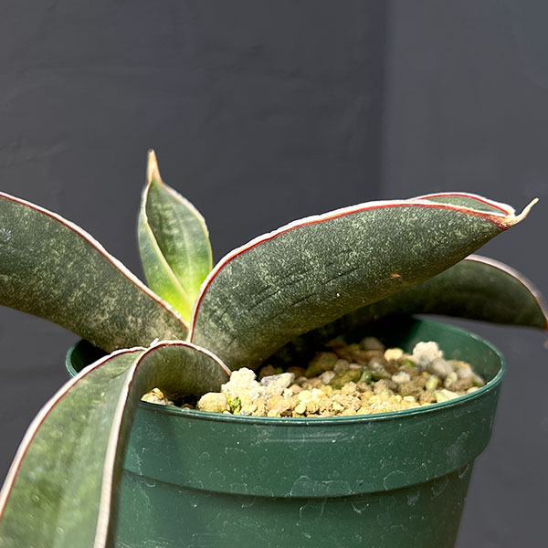 サンセベリア：ハリーベースボールバット　3号ポット