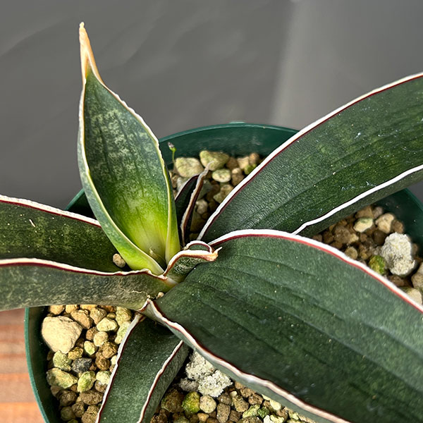 サンセベリア：ハリーベースボールバット　3号ポット