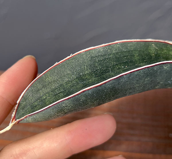 サンセベリア：ハリーベースボールバット　3号ポット